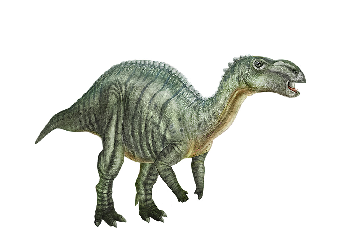 Dinosaur illustration